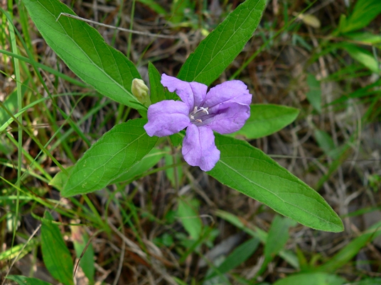 {Ruellia caroliniensis}